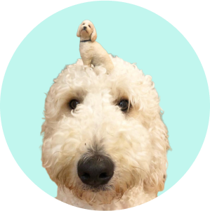 files/Pets.png